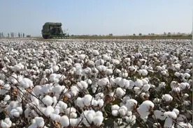 谁在和新疆棉花过不去？新疆棉花的优势到底在哪？图片