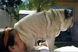 为什么狗狗喜欢用屁股对着主人？不懂背后真相，就别养狗了图片