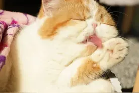 喂，猴哥吗？“八戒”开车上路被拦了图片