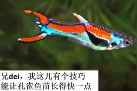 孔雀鱼鱼苗为什么长不大？如何让它快点长大？有两件事要做到位视频封面