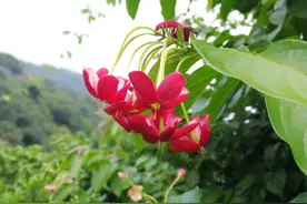 王尔德丨有时候不是沉默，而是无力诉说图片