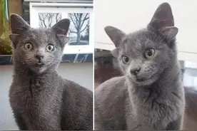 土耳其一只猫咪天生四只耳朵走红网络图片