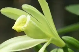 香雪兰种植方法图片