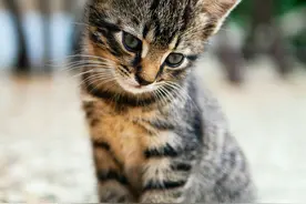 喵，喵，喵！活泼可爱的小猫暖化你的心图片