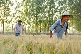 80岁老父亲每天下地干活，劝都劝不住，他一番话让人读懂父爱如山图片