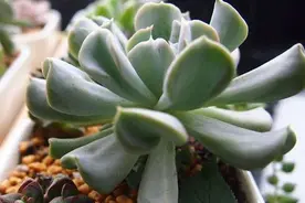 家里的花草老不开花咋办？5种"催花水"，让它们砰砰地开不停图片