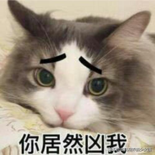 猫不理我怎么办