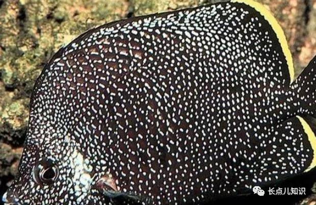 世界十大最贵的鱼 2025年世界十大最贵的鱼翅 世界十大最贵的鱼 2025年世界十大最贵的鱼翅