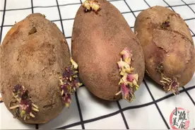 发芽的土豆有毒？菜市大姐教你3个新方法，土豆照样跟新的一样图片