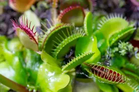 神奇：食肉植物捕蝇草，竟能够产生磁场图片