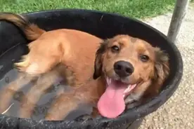 夏季怎样防狗狗中暑？死亡率超90%，一定记住这5点图片