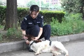 日常喜欢“卖萌”，执勤时“铁面无私”！揭秘驻站警汪的一天图片