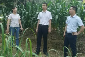 蓝亦辉到大化县六也乡调研粤桂产业协作工作图片