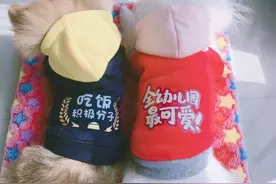 “弟弟”犯了错，博美非但不纠正，还不让主人打，它要代替受罚图片