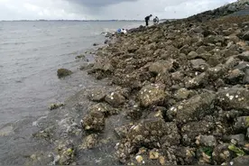 荷兰海边捡生蚝记图片