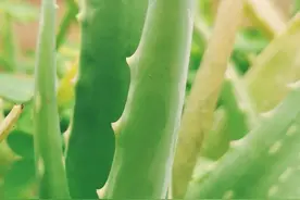 手机拍照——芦荟图片分享，可以用来做手机壁纸的图片图片