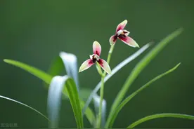 现在入手建兰，能带花苞尽量带花苞，很快有花欣赏图片