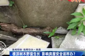 南昌：楼顶长出树木，扎根墙体撑破水泥，生命力为何如此顽强？图片