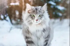 速看！这是我见过最帅的一只猫了图片