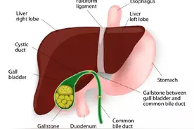 经常性腹痛、特别是在进食后？需警惕这里患了癌图片