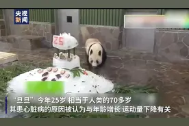 旅日高龄大熊猫治疗心脏病 或因病无法回国图片