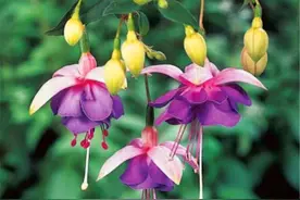 倒挂金钟夏季总是黑腐死亡？学会4个小细节，继续生长还开花图片