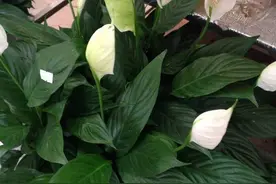 红掌最容易开花，开花后不会败，保持好几个月红艳不变色图片