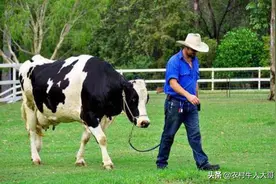 牛冬季拉稀你了解吗？图片