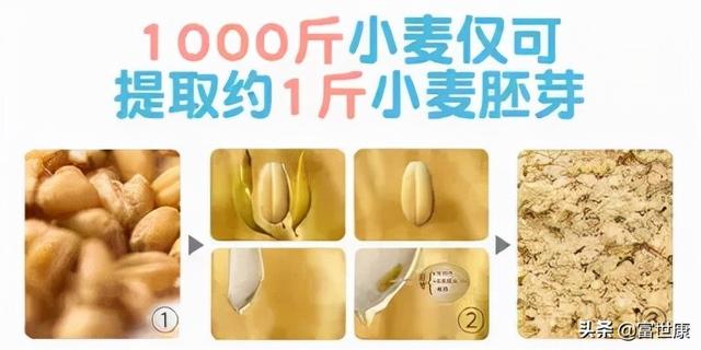 天然维生素E宝库—小麦胚芽，早餐加点它养气血、健脾胃