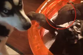 比特犬跟二哈生了娃，看到奶狗“脸谱”后，二哈的态度变了图片