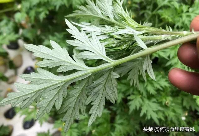 果蔬汁蒸馒头会掉色？牢记5招，不变色的法子，颜值高且蓬松宣软