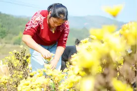 现在农民都在种这种花，价格高销路好 还有降血脂消除癌细胞作用视频封面