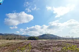 “春涌内乡.赤眉油桃沟 最美桃花源”大型采风活动举办——点“花”成金的振兴“起笔”图片