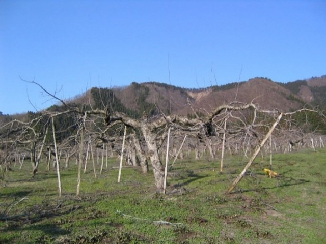 为什么有机果园一定要生草