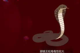 它是世界上最大的毒蛇，最长可达6米，最大的天敌竟然是自己图片