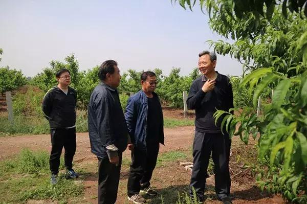 桃树现在重点防治桃潜叶蛾、疮痂病等