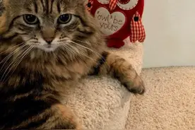 猫的报恩：10岁的老猫被领养后，每天早上帮主人拿鞋子穿图片