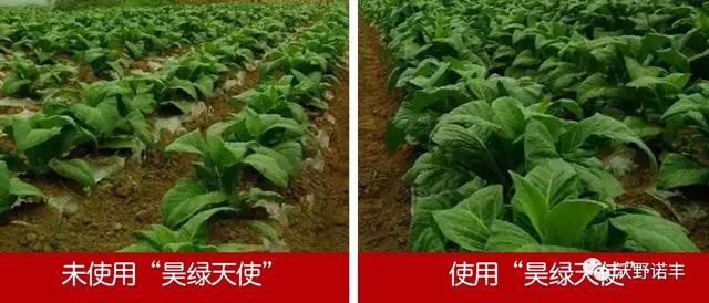 国家重点研发计划产业化「2021国内酶解氨基酸叶面肥的新旗舰」