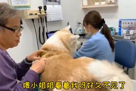 秋田犬去医院打针，见女医生就献殷勤，男医生来后态度变了图片