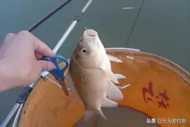黑坑钓鲫鱼，飞铅钓行程要点，不会这几招，小心鱼被“抢光”图片