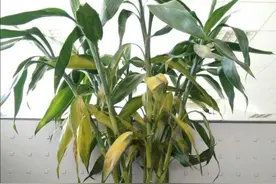 富贵竹叶子发黄，不要扔掉，简单处理后，还能再次长得繁茂图片