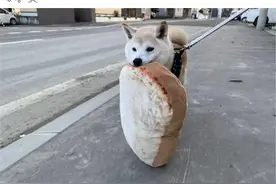柴犬一定要叼着“面包”散步，狗子：我就叼一会图片