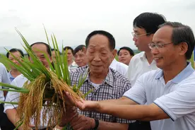杂交水稻的种植面积有多大，杂交水稻都去哪了，为什么很难买到图片