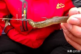 饱受争议的“泥鳅钓鱼”，危害有多大？网友：三天可钓空一个水库图片