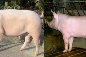 大白猪与长白猪的3大区别图片