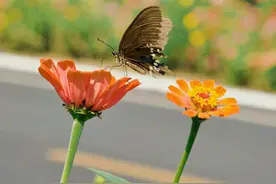 山东沂南：一路美景入画来图片