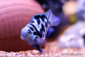 迷你鹦鹉鱼怎么养？咋养好？图片