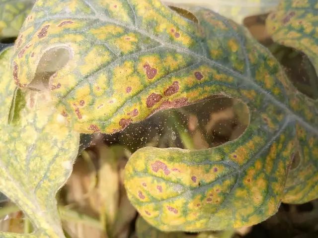 防治根结线虫、枯萎病、根腐病，超好用的用药配方