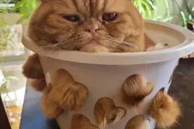 画个圈就能捉住一只猫，“画地为牢”为什么管用？图片