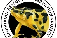 巴拿马有种金蟾，会用“手语”勾搭妹子，身带剧毒却濒临灭绝图片